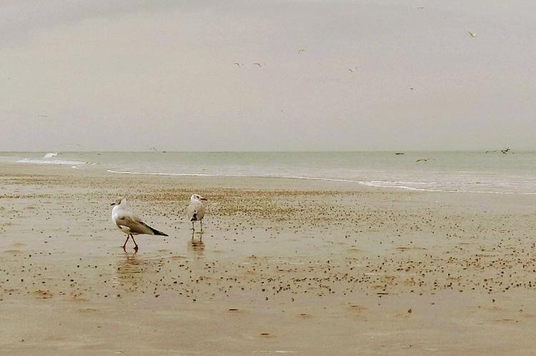Seagulls at Chulliyache-Sechura Beach, Peru