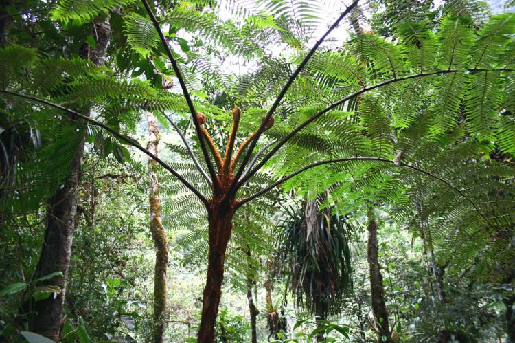 Botanical varieties, Podocarpus National Park and Biosphere Reserve, Ecuador