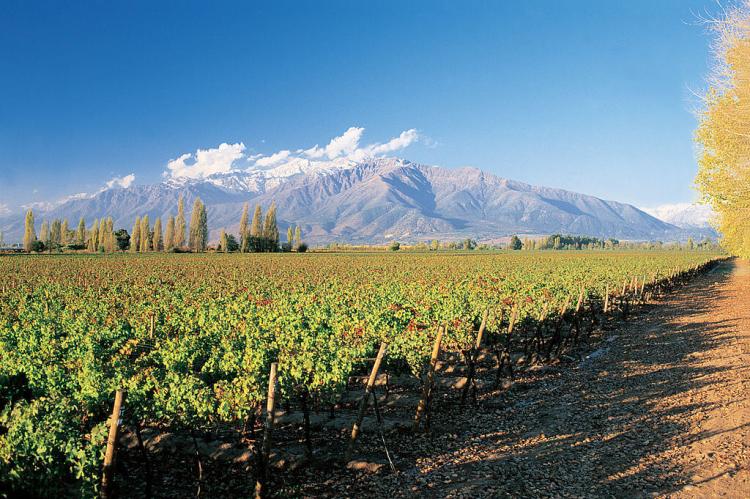 Puente Alto vineyard, Chile