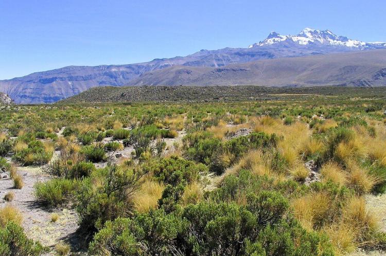 Puna grassland and the Solimana volcano, southern Peru