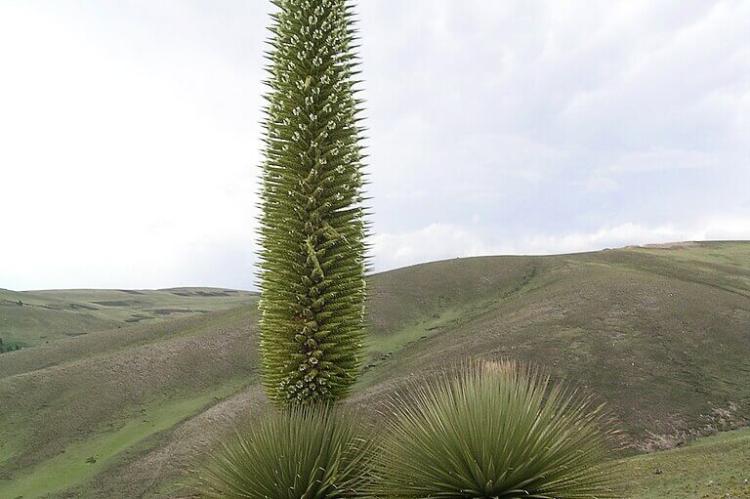 Puya raimondii flowering in Ayacucho, Peru