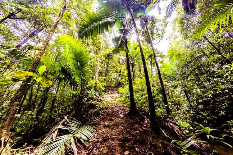 Rain forest on island of Tobago