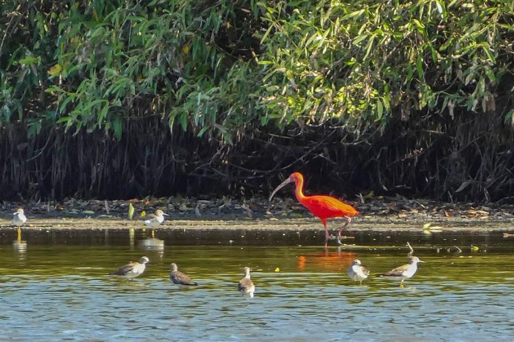 Red Ibis, Bigi Pan Nature Reserve, Suriname