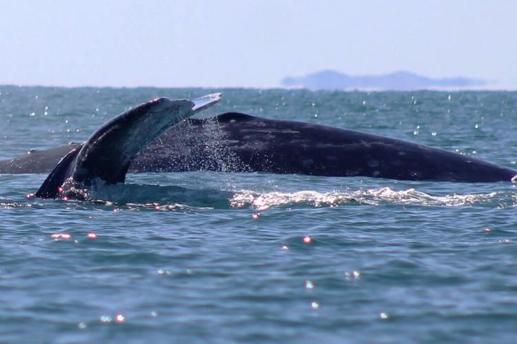 Gray Whale in El Vizcaíno Biosphere Reserve, Mexico