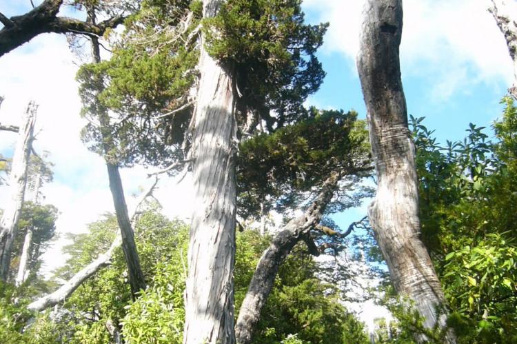 Alerce gigante, Llanquihue National Reserve, Chile