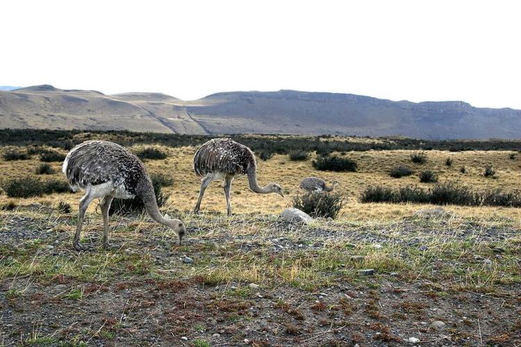 Darwin's Rhea in Patagonia, Chile