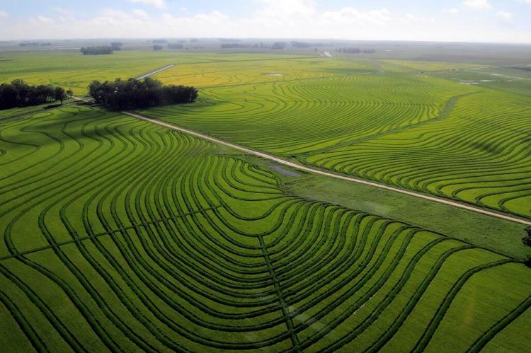Aerial view of rice fields in eastern Uruguay