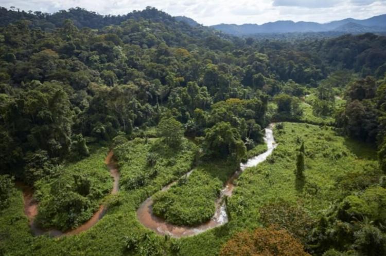 Tropical jungle in the Río Plátano Biosphere Reserve, Honduras