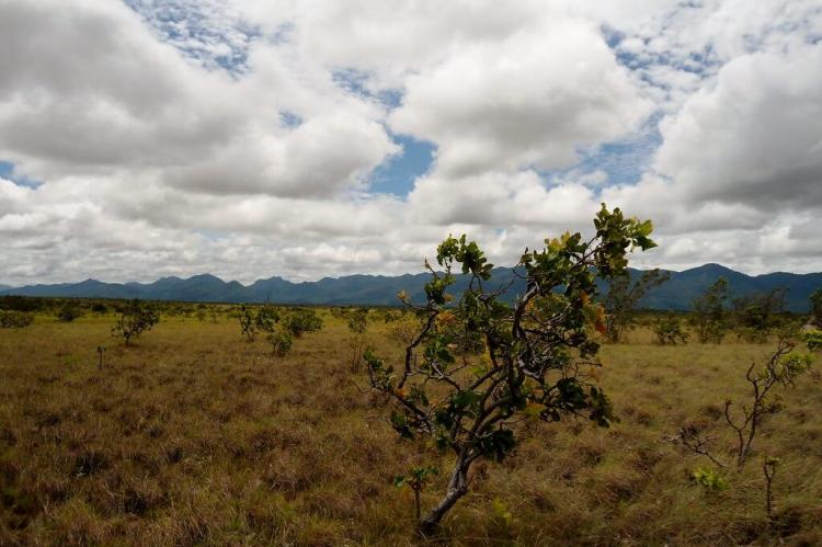 Savanna grassland, Rupununi, Guyana