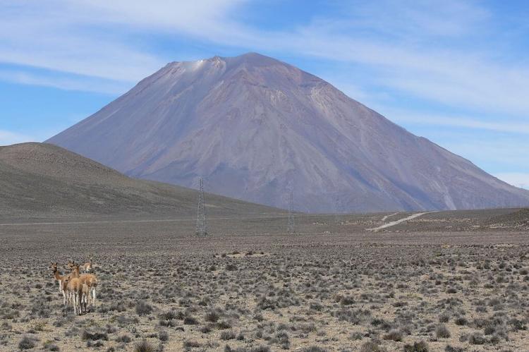 Guanacos with Misti volcano in the background at Aguada Blanca National Reserve