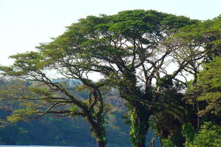 Samanea saman, the Rain Tree of Arbol de Lluvia, Solentiname Islands in Lago Nicaragua.