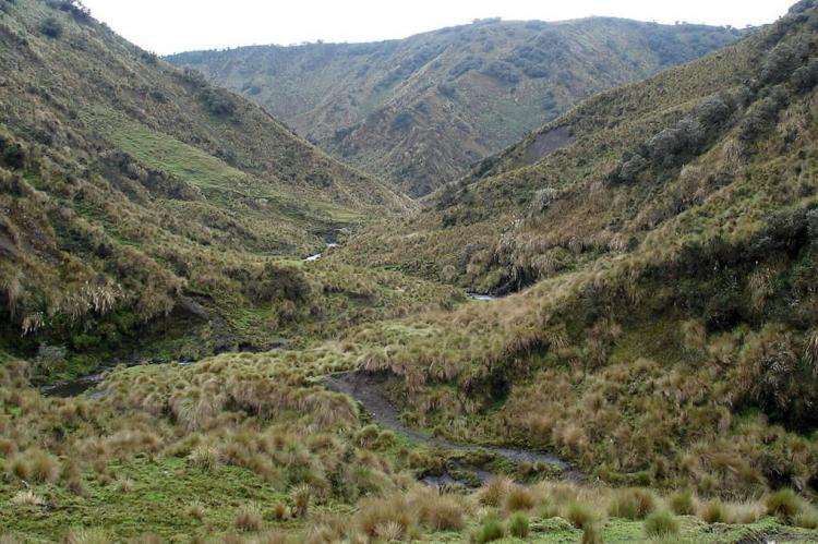 Typical Páramo landscape near Sangay base camp, Sangay National Park, Ecuador