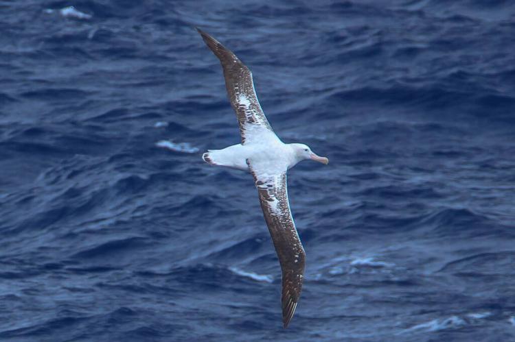 Seabirds of the Drake Passage crossing to the Antarctic Peninsula