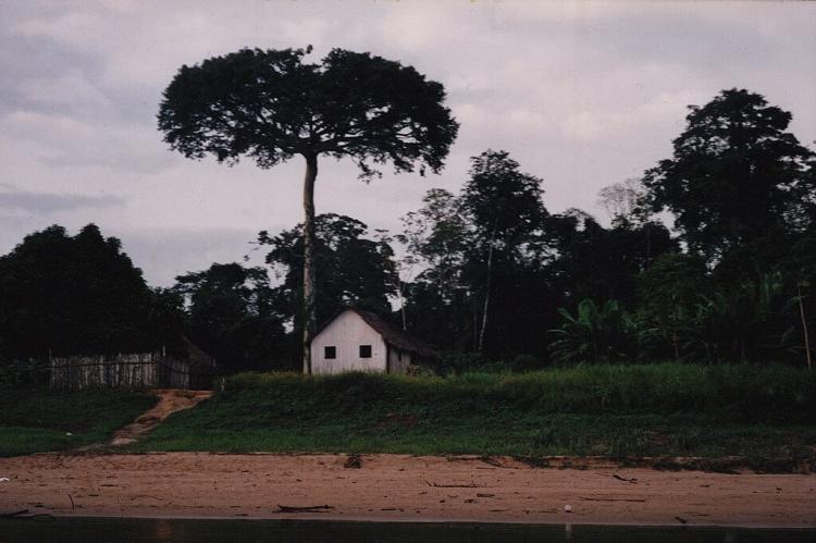 Samauma tree on the banks of the Moa River, Serra do Divisor National Park, Acre, Brazil