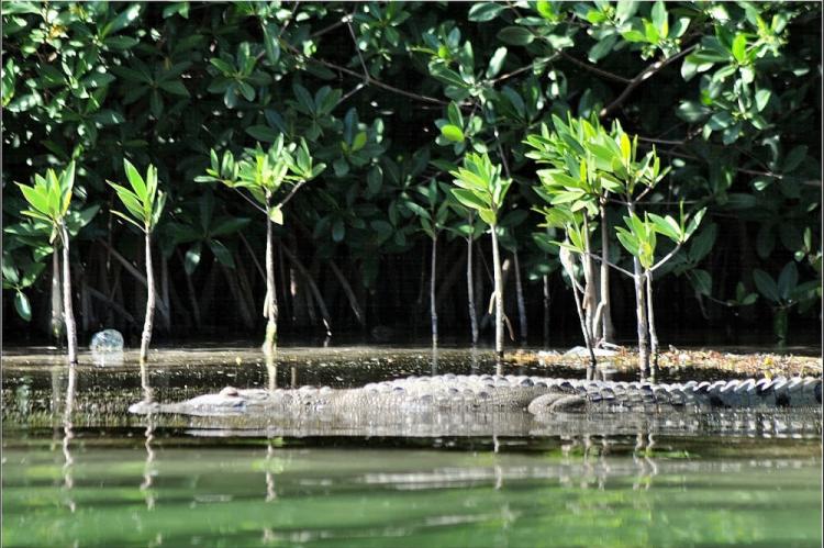 Snoozing crocodile in the Sian Ka'an Biosphere Reserve (Mexico)