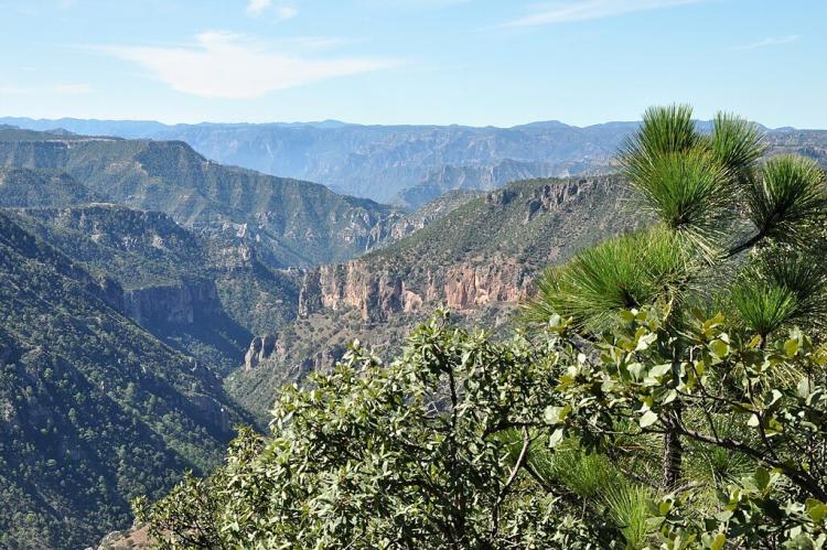 Pine-oak forests in the Sierra Madre mountain range, Mexico