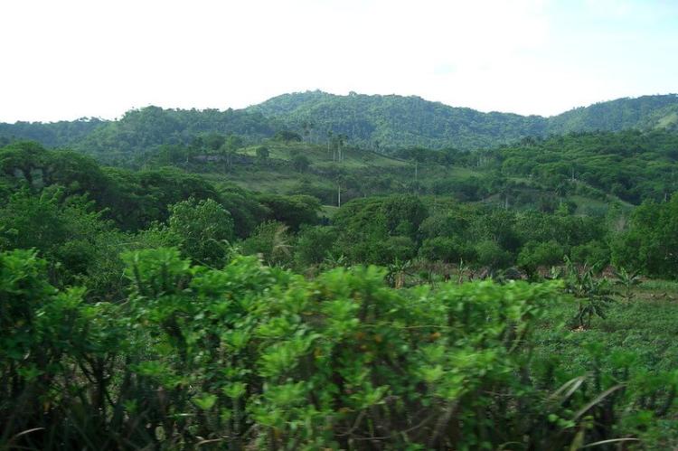 Sierra Maestra forest, Granma National Park, Cuba