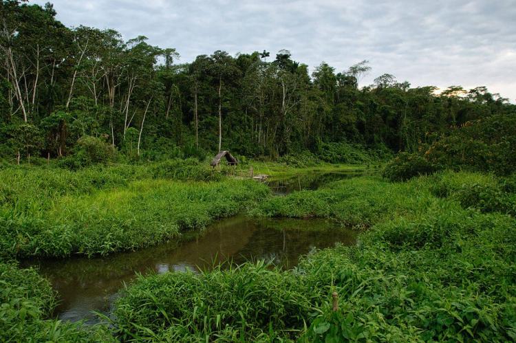 Southwest Amazon moist forests, Manú National Park & Biosphere Reserve, Peru