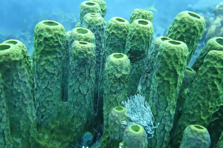 Reef sponges, Grand Cul-de-Sac Marin Nature Reserve, Guadeloupe