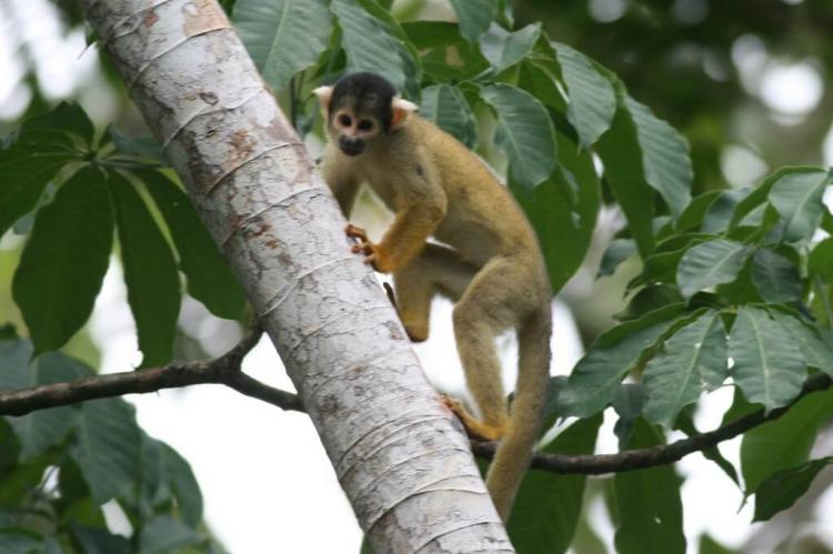 Saimiri boliviensis boliviensis (Common Bolivian Squirrel Monkey), Madidi National; Park, Bolivia