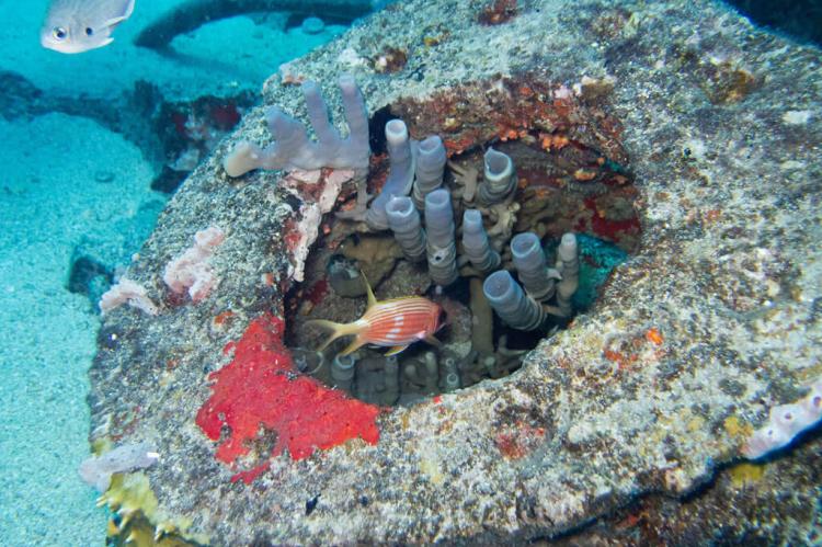 Carib Cargo shipwreck reef, St Maarten