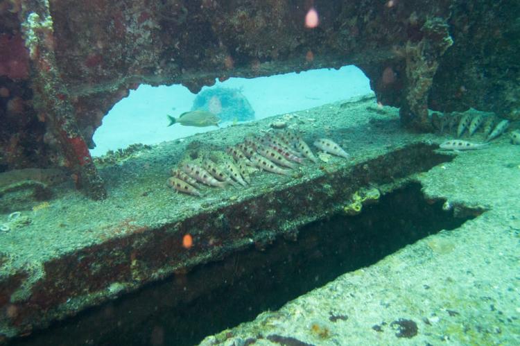 St Maarten coral reef, fish resting on the Carib Cargo shipwreck