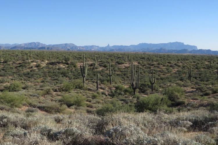 Sonoran Desert, Superstition Mountains, Beeline Highway, Tonto National Forest, Arizona