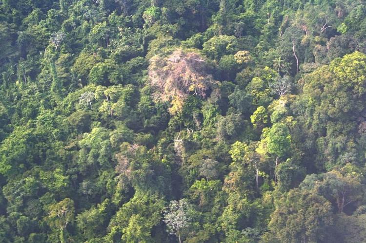 Suriname jungle, primary rainforest