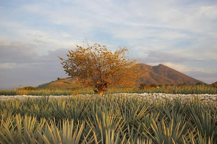 Agave fields in Tequila, Mexico