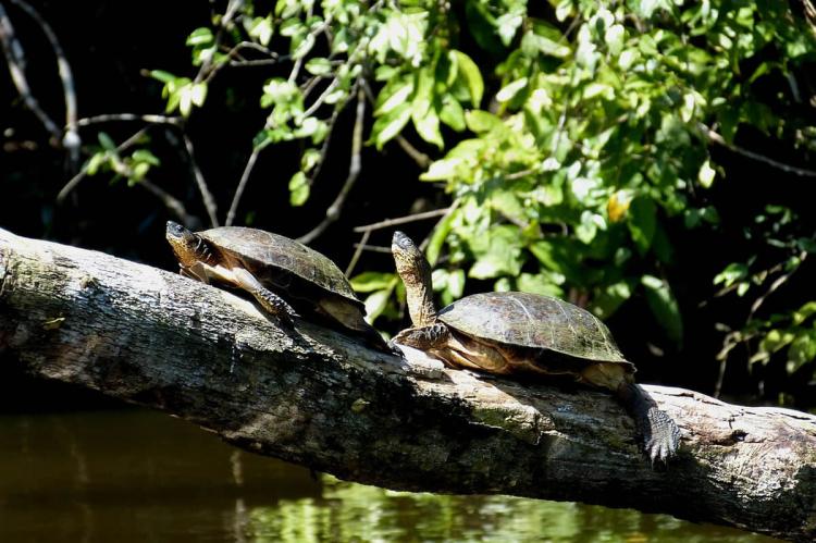 Turtles in the Tortuguero National Park, Costa Rica