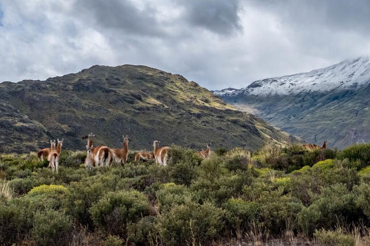 Guanacos in the Chacabuco Valley, Patagonia National Park, Chile