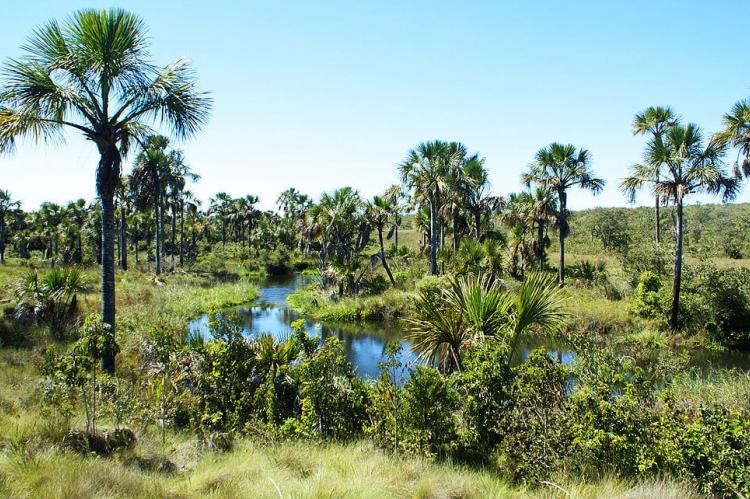 Typical Veredas landscape and Buriti palm trees, Brazil