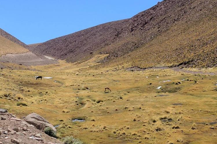 Vicunas grazing in the Atacama, Chile