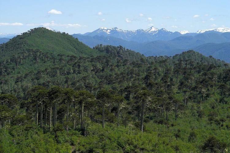 Araucaria forest from Volcan Quetrupillan