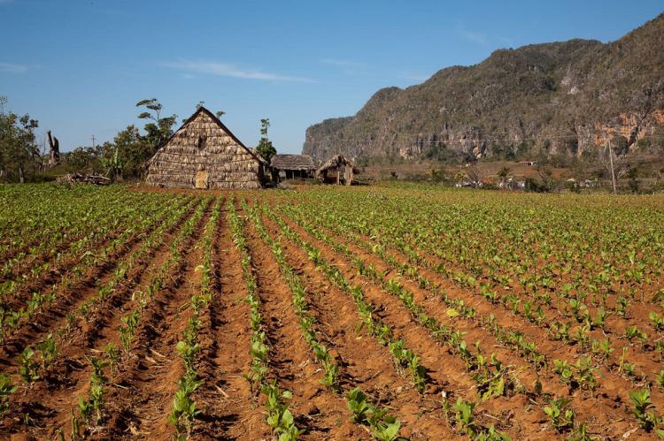 Tobacco Farm in the Valley of Vinales, Cuba