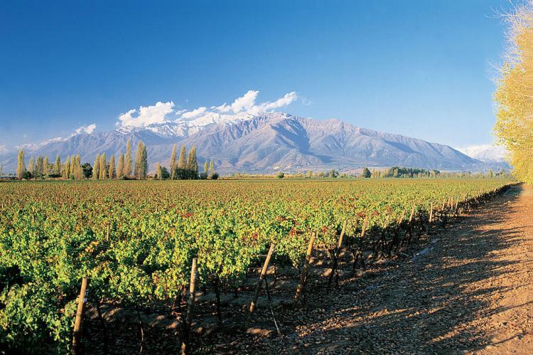 Vineyard in Puente Alto, Maipo Valley, Chile
