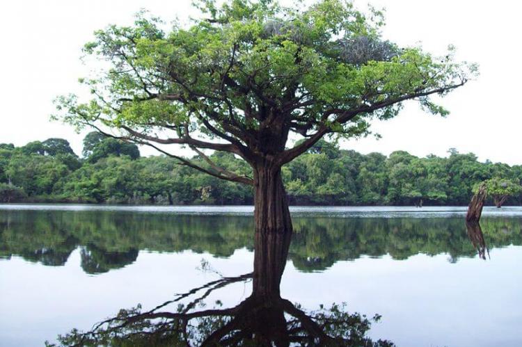 Anavilhanas National Park, Amazonas, Brazil