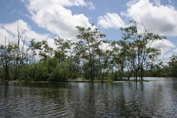 Wetlands, Bigi Pan Nature Reserve, Suriname