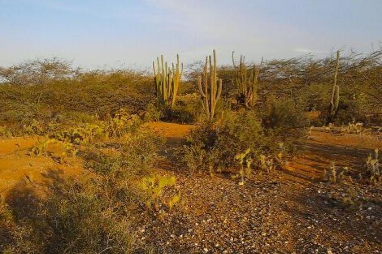 Xeric scrub landscape of La Guajira, Colombia