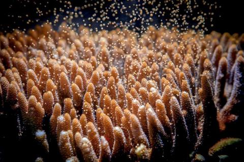 A colony of Acropora millepora releases bundles of eggs and sperm. Researchers trying to create hardier hybrids have just hours to use the precious material. MIKAELA NORDBORG/AUSTRALIAN INSTITUTE OF MARINE SCIENCE