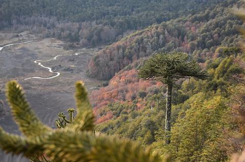 Araucaria trees surrounded by colorful forests in Conguillío National Park of Chile
