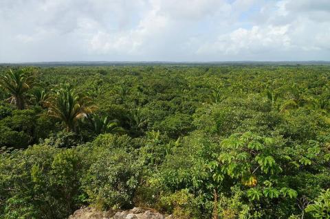Rainforest canopy panorama, Belize