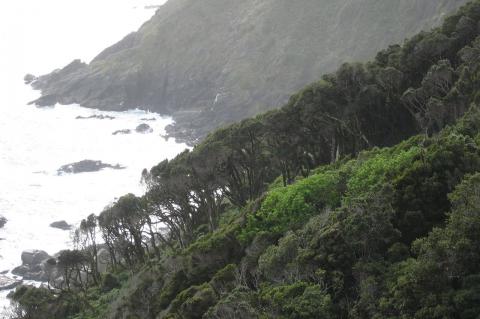 Coastal forest in Área Costera Protegida Punta Curiñanco, Chile