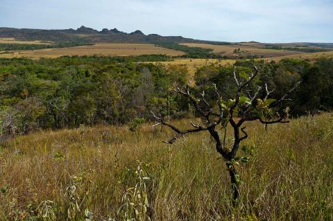 Cerrado vegetation, Pirineus State Park, Goiás, Brazil