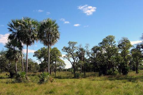 Landscape in the Gran Chaco, Paraguay