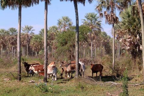 Paraguay LAC Geo