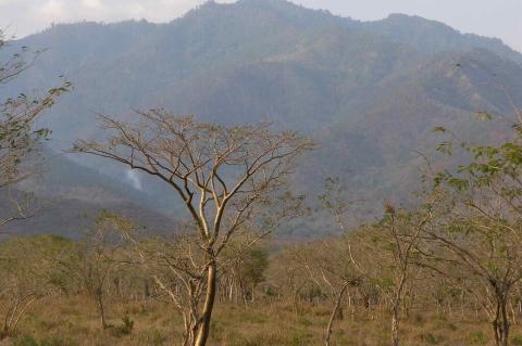 Dry tropical forest, Honduras