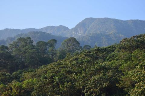 Cloud forest, El Triunfo Biosphere Reserve, Mexico
