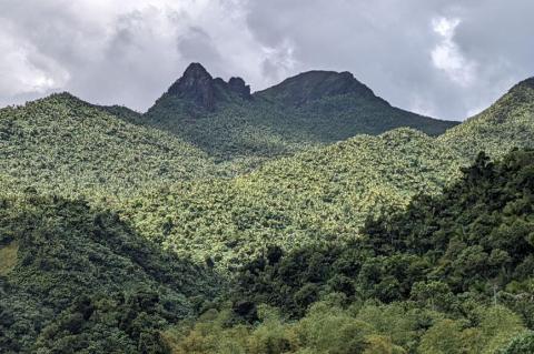 Panorama of El Yunque National Forest, Puerto Rico