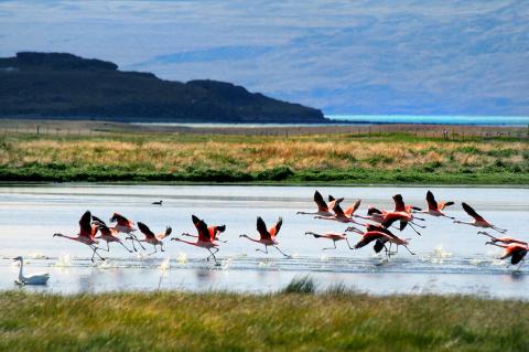 Flamingos, Lago Argentino, Patagonia, Argentina